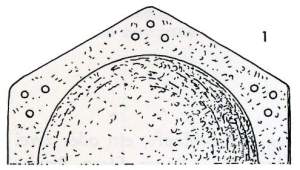 Buckel Zeichnung Draufsicht Haithabu Bericht 12 Seite 54 Abb 1